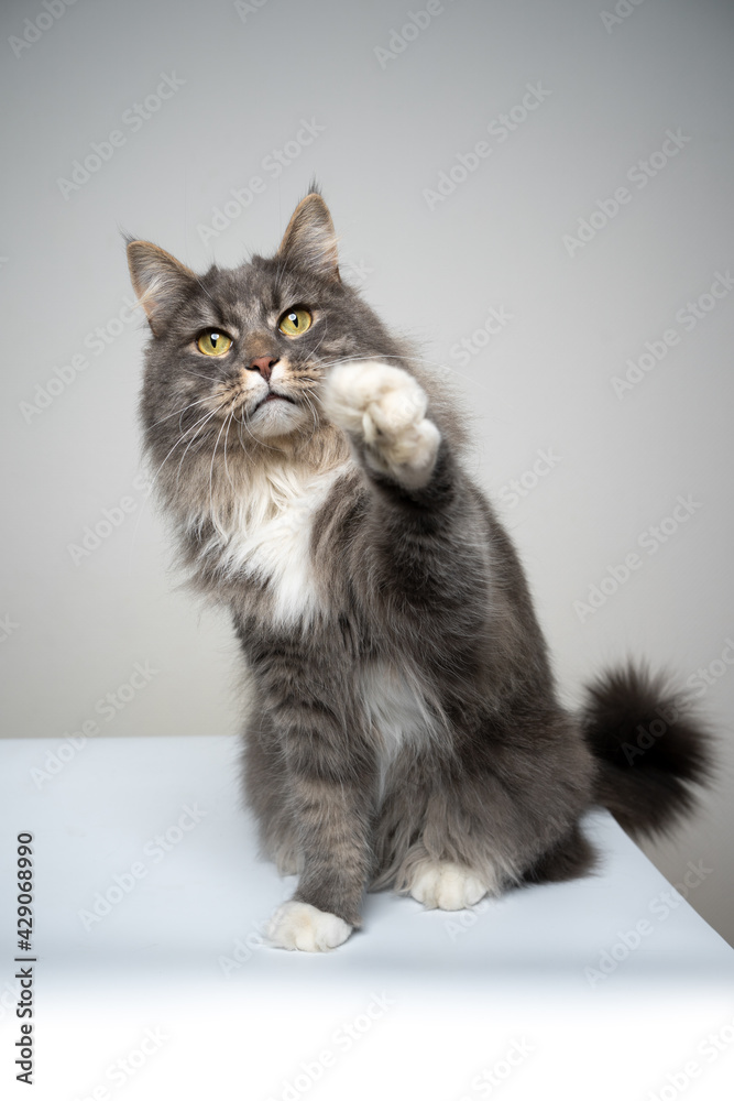 studio shot of a blue tabby gray white maine coon cat raising paw reaching for camera