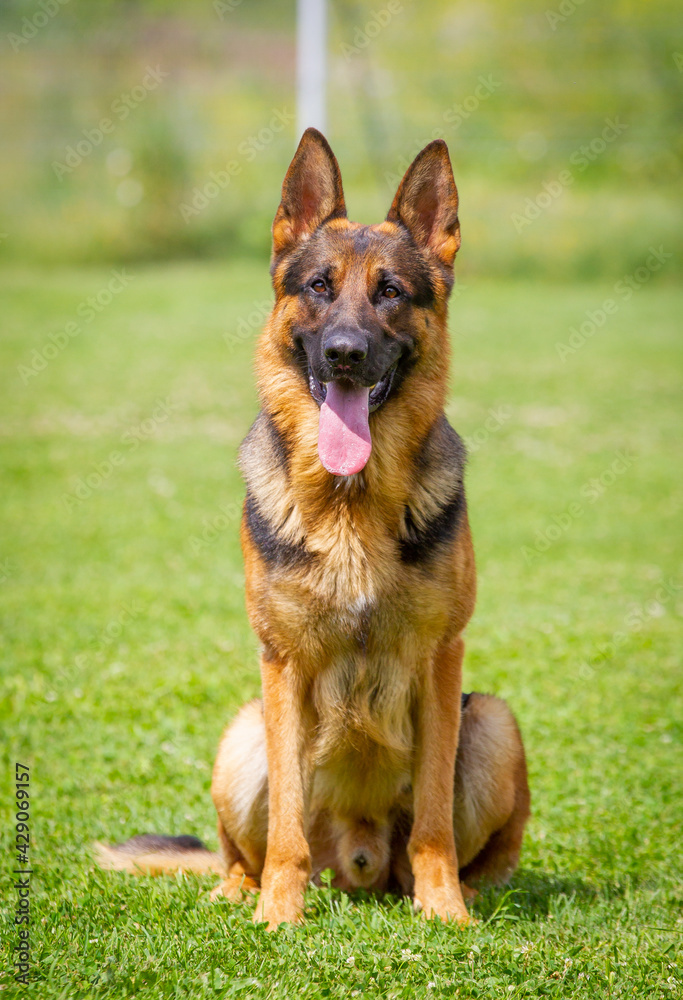 A German shepherd dog is standing on the grassland. A German shepherd dog is standing on the grassland.
