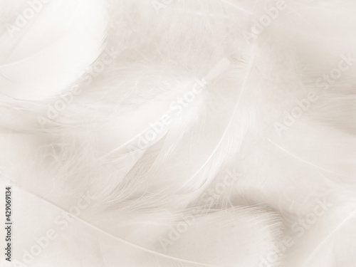 Beautiful abstract black feathers on white background and soft white feather texture on white texture pattern  dark theme wallpaper  gray feather background  gray banners  white gradient