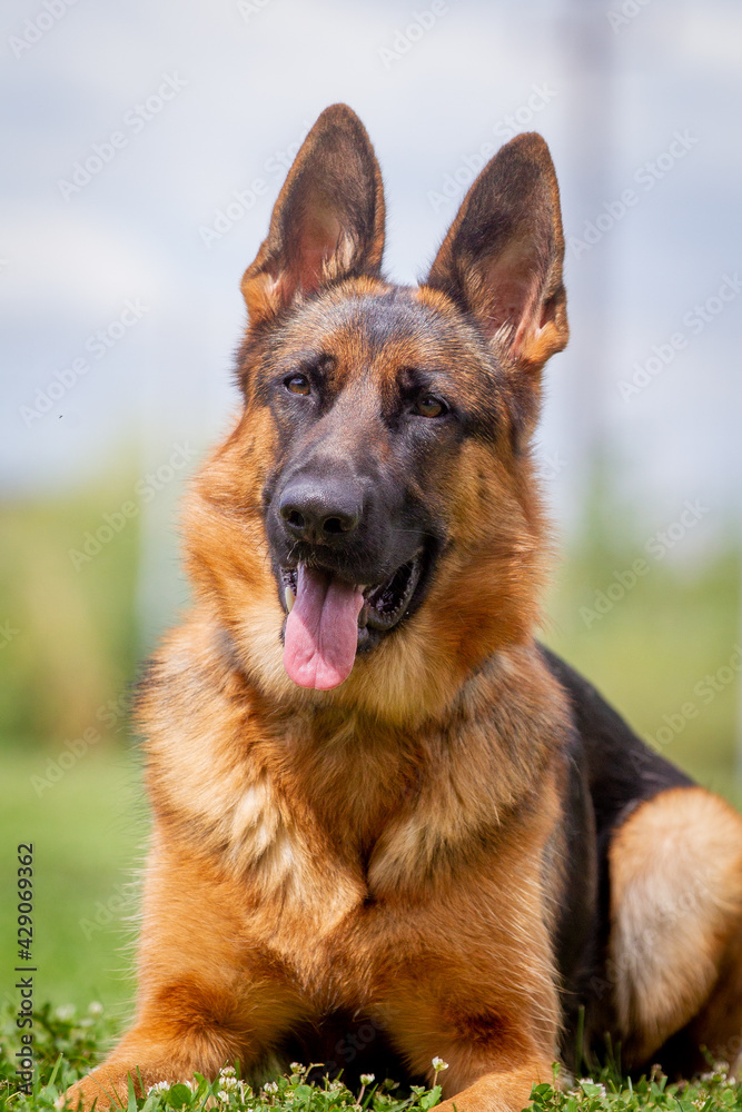 A German shepherd dog is standing on the grassland.