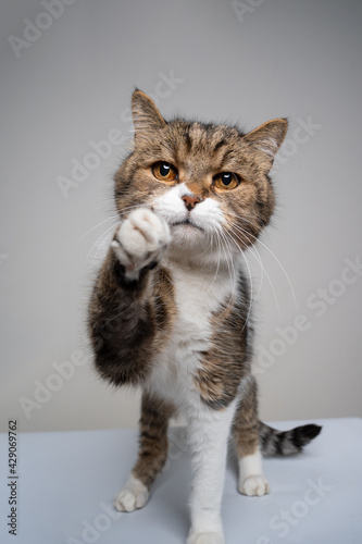 studio shot of a cute tabby white cat raising paw reaching for camera © FurryFritz