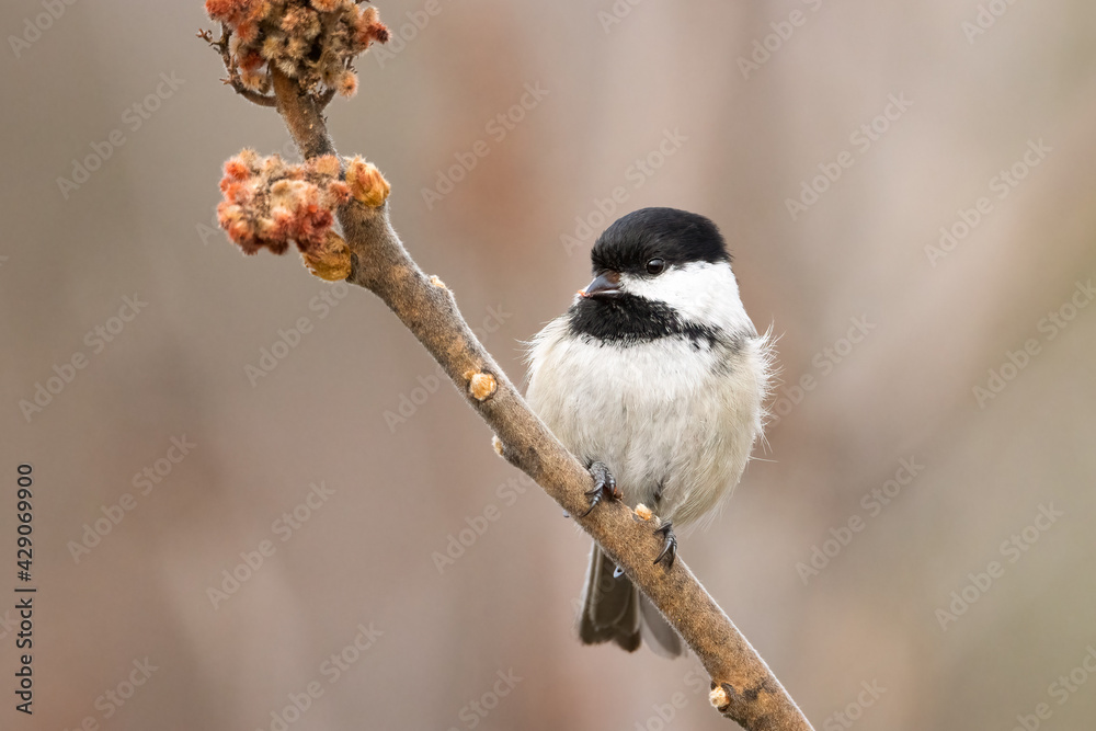 Obraz premium Black capped chickadee perched on sumac tree
