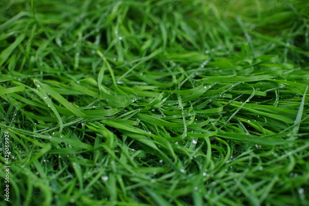 wet fresh green grass closeup in spring day