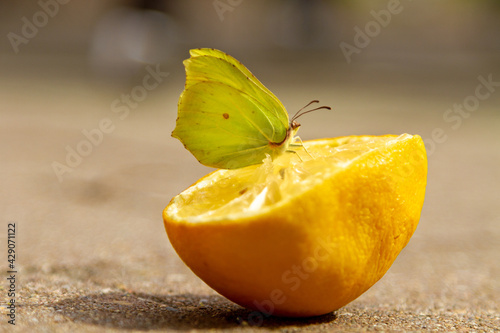 Zitronenfalter auf einer Zitrone - Frucht - brimstone photo