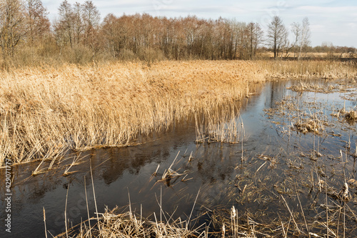 Spring flood of a river in a marshy area with dry grass, trees and reeds. Wildlife landscape on a sunny spring day