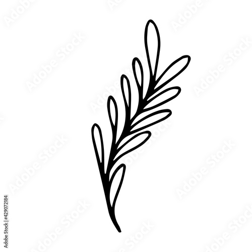 Tropical plant hand-drawn on a white background.