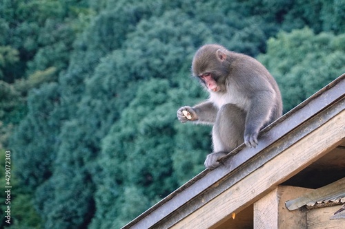 Japanese monkeys in the wild © Lieve