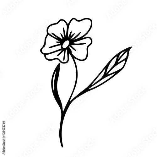 Hand drawn buttercup on a white background. Vector flower can be used in summer and spring design