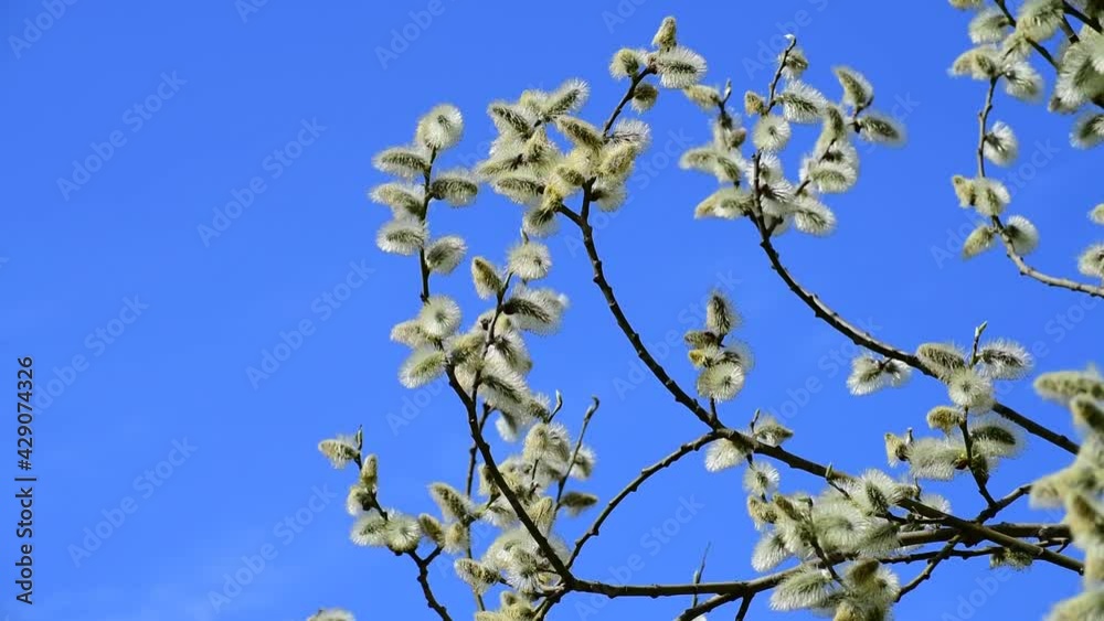 twig of blossoming pussy-willow on a background of blue sky twig of blossoming pussy-willow on a background of blue sky
