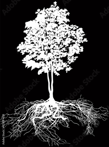 lush tree with root isolated on black