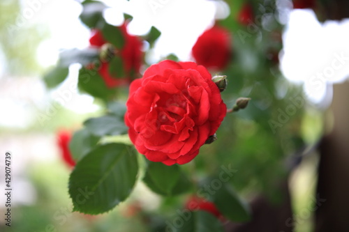 beautiful rosebuds bloom in our garden and are pleasing to the eye