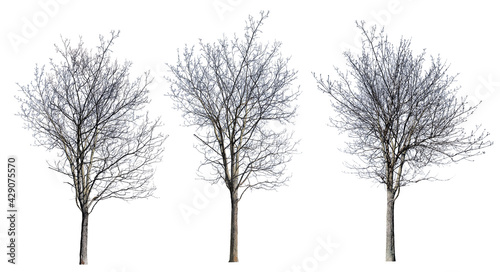 Schilderij op canvas isolated three dense bare winter trees