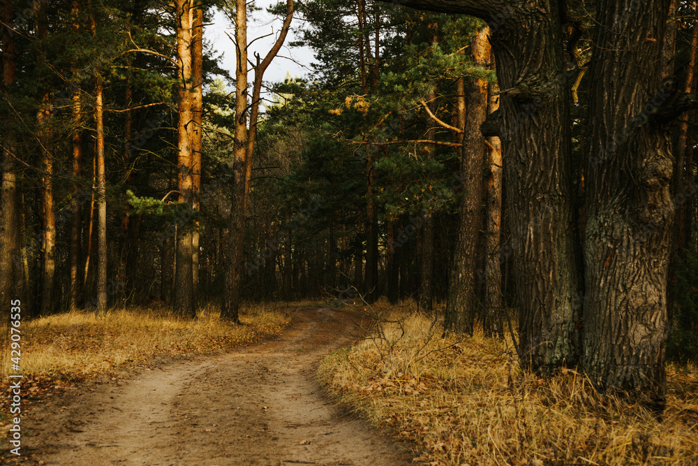 Obraz premium path in the woods