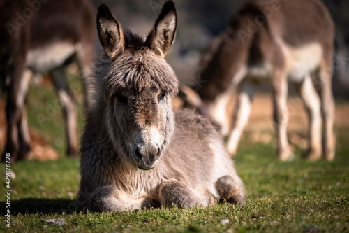 donkey in the meadow