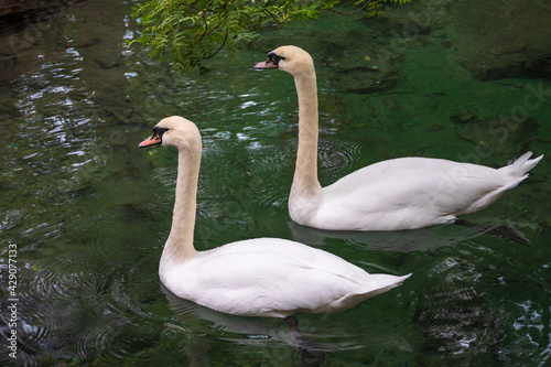 Two graceful white swans swim in the dark water.