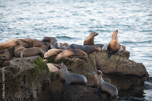 Sea Lions on the rocks in San Diego, California.
