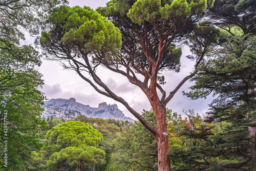 Green old cedar tree with long needles on a background of mountains in cloudy day. Freshness, nature, concept. Pinus pinea
