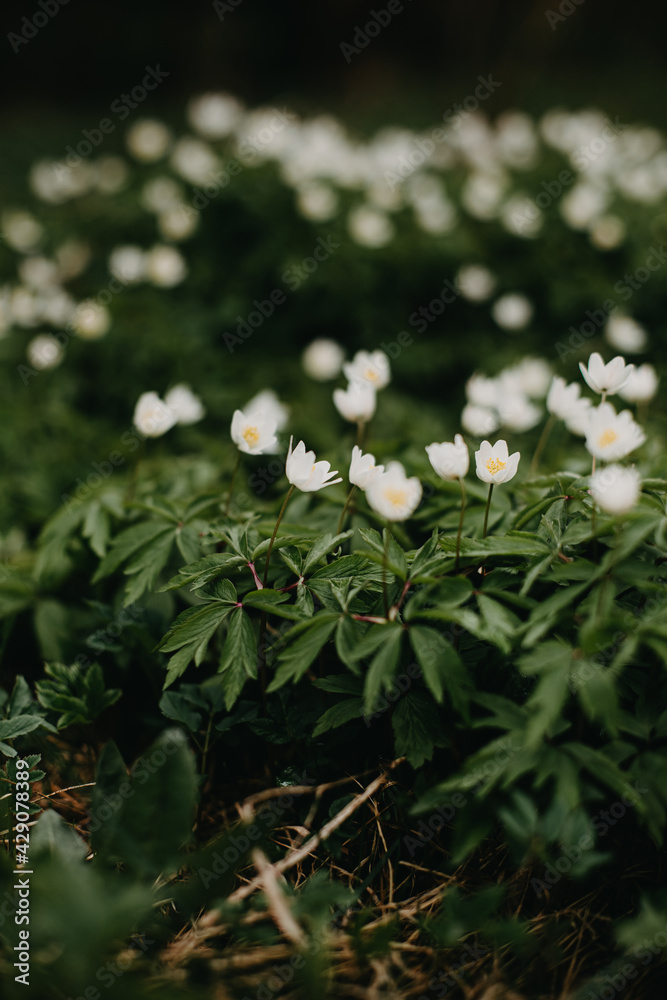 wonderful springy view in forest covered by white anemones wonderful springy view in forest covered by white anemones