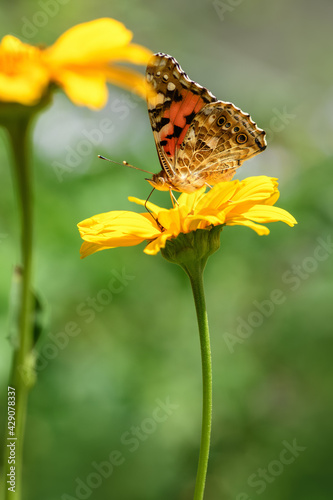 Butterfly admiral and flower. Beautiful Butterfly on a yellow flower on a sunny day on a green blurred background. Spring and summer backdrop. Vertical photo