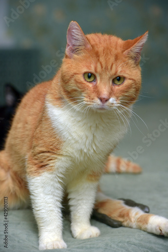 cat with a broken leg and a fixing structure on the paw © Evdoha