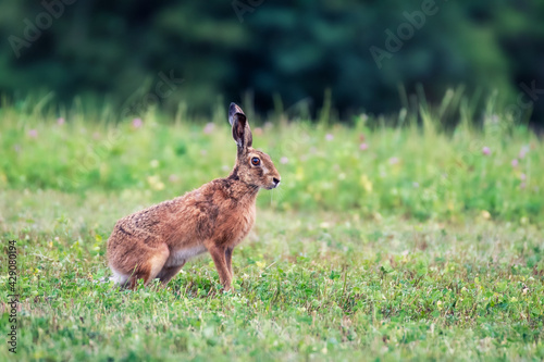 Hare in the grass. Rabbit in the meadow © mariusgabi
