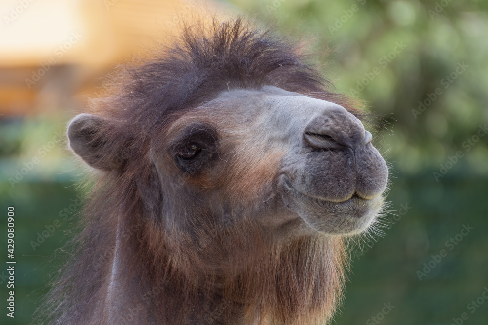 portrait of a camel