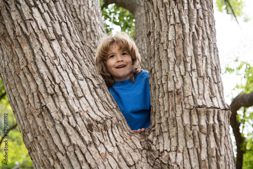 Portrait of cute kid boy sitting on the big old tree on summer day. Child climbing a tree. Little boy sitting on tree branch outdoor. Active boy playing in park. © Volodymyr