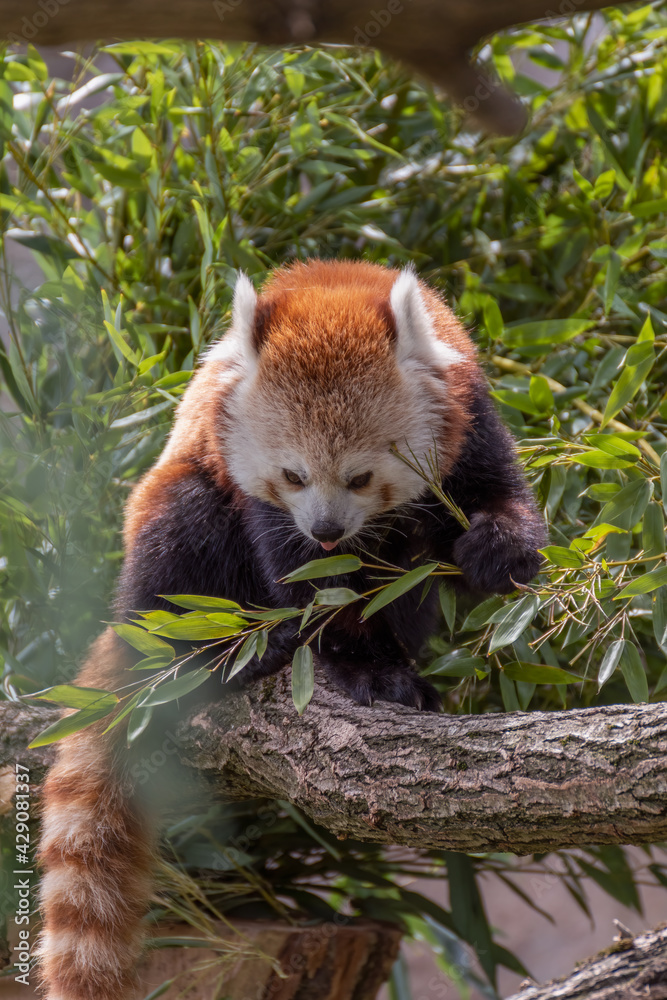 Fototapeta premium Red panda in tree. Red panda eating bamboo