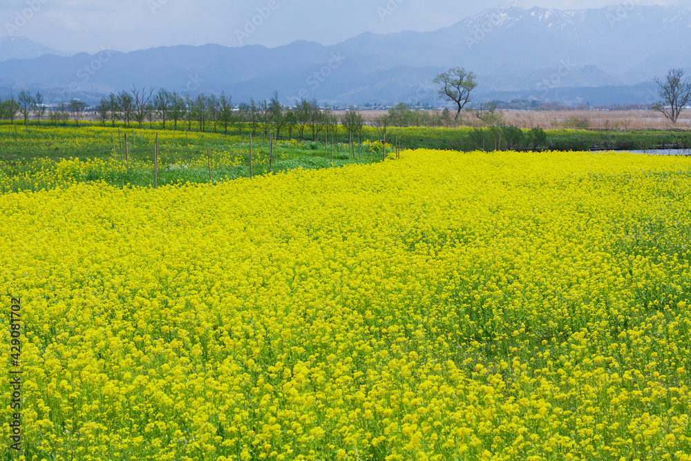 Fototapeta premium 菜の花畑