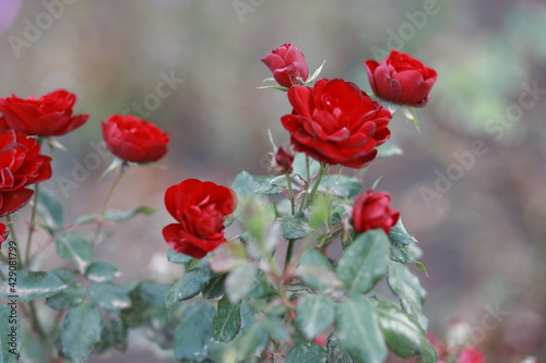 huge buds of homemade red scarlet roses