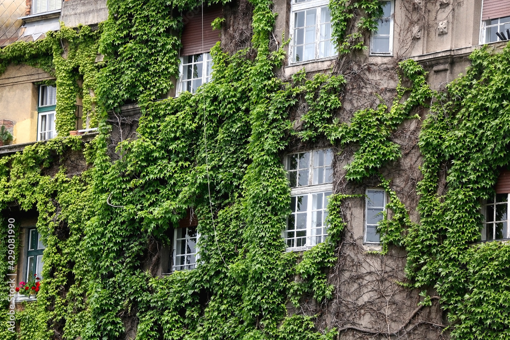 Picturesque building facade covered with plants.