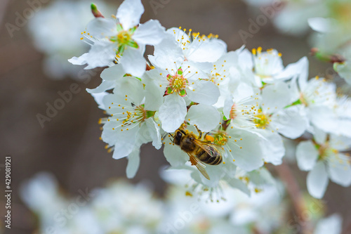 Blooming branch of wild plums. Wild plum blossoms at spring. Bee