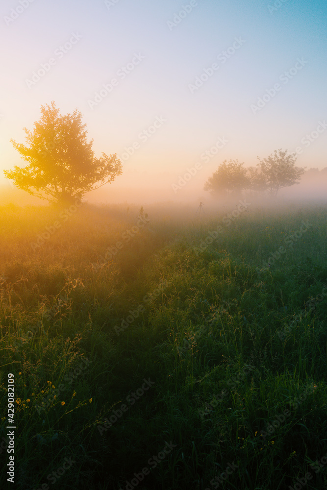 sunrise in the forest