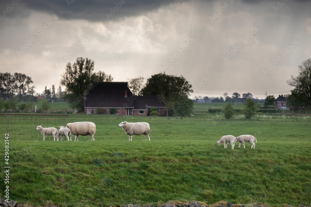sheep and lamb on pasture at storm