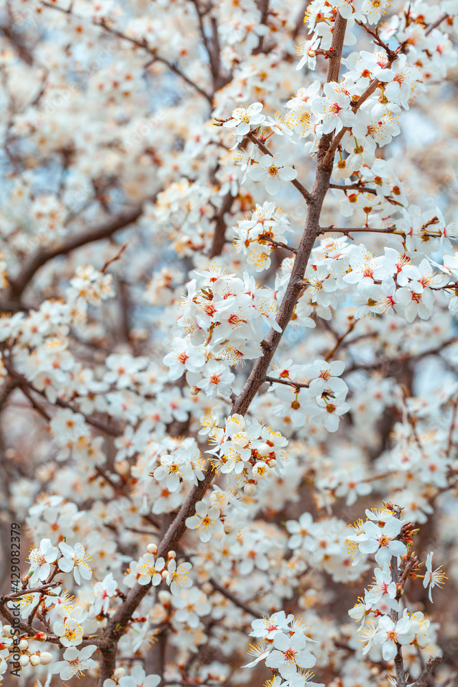 Blooming branch of wild plums. Wild plum blossoms at spring