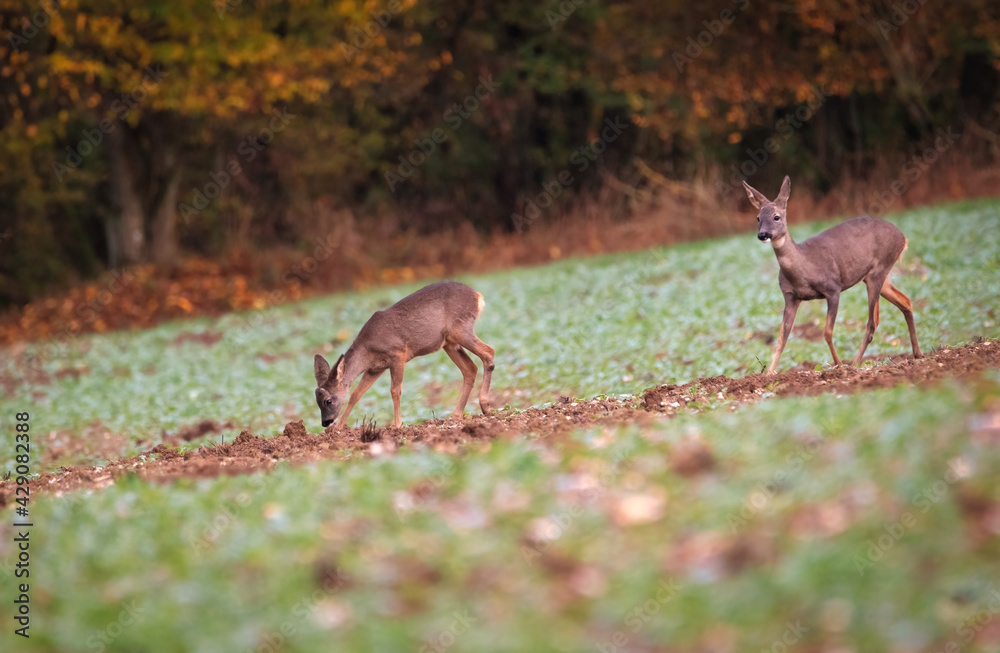Deer in the forest. Deer in nature. Deer in the woods Deer in the forest. Deer in nature. Deer in the woods