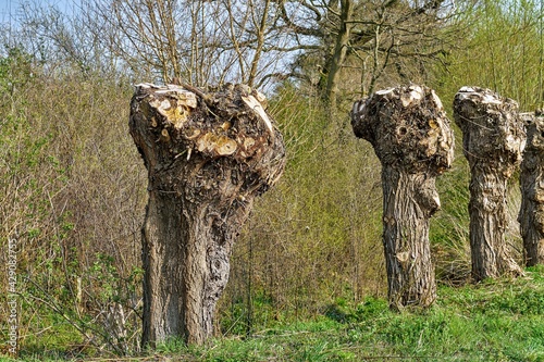 White willow (Salix alba), pollard willow were pruned