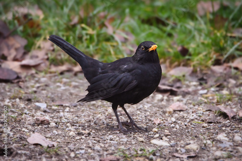 blackbird on the ground