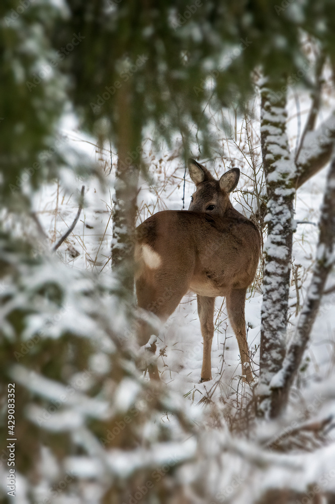 Deer in the snow. Deer in winter Deer in the snow. Deer in winter