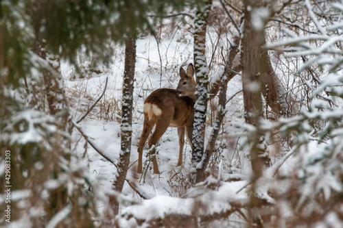 Deer in the snow. Deer in winter