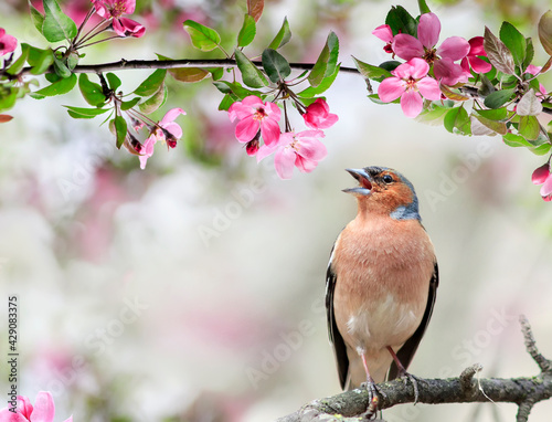 a finch bird sings in a blooming spring garden on a branch of a pink apple tree