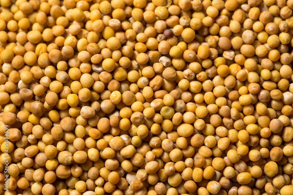 Raw Organic Yellow Mustard Seeds Raw Organic Yellow Mustard Seeds