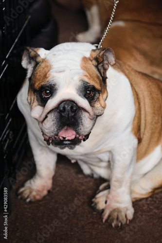 A red-and-white English bulldog sits and looks up with its tongue sticking out. A medium-sized purebred, wrinkled dog sits on display before the show. © Ekaterina
