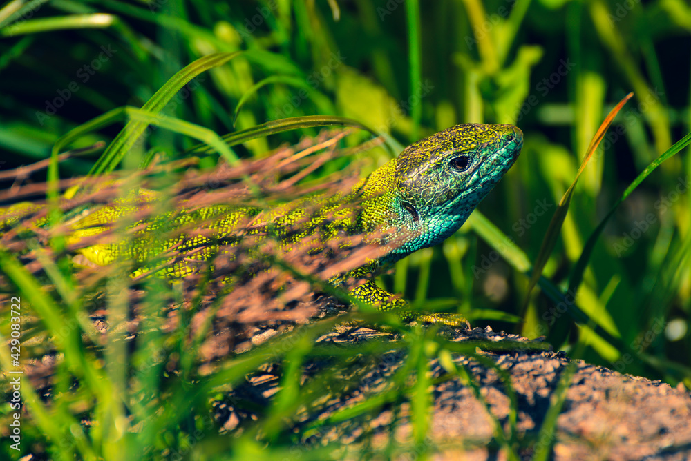 Naklejka premium green lizard on a tree