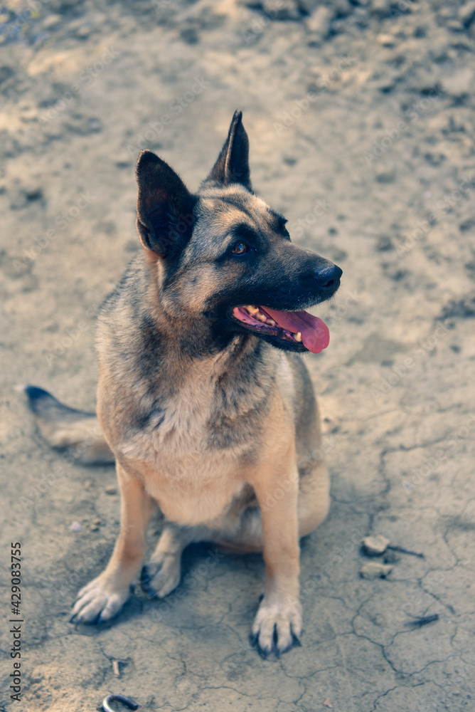 german shepherd dog sitting