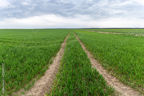 Tracks of tractor or seeder in green wheat field in early spring