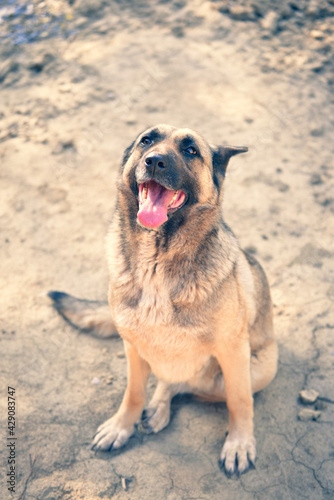 german shepherd dog