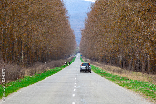 Fototapeta Naklejka Na Ścianę i Meble -  Automobile road among the trees, Georgia