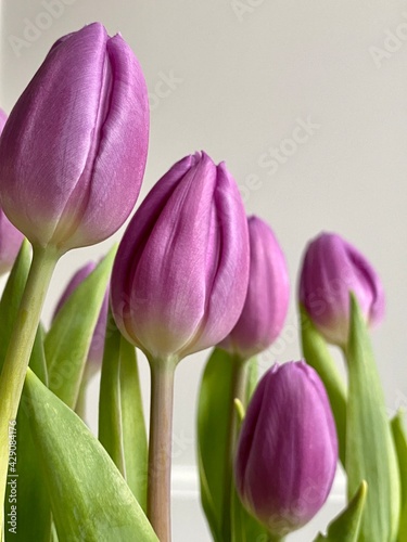 Purple tulips with an off-white background with copy space for spring message