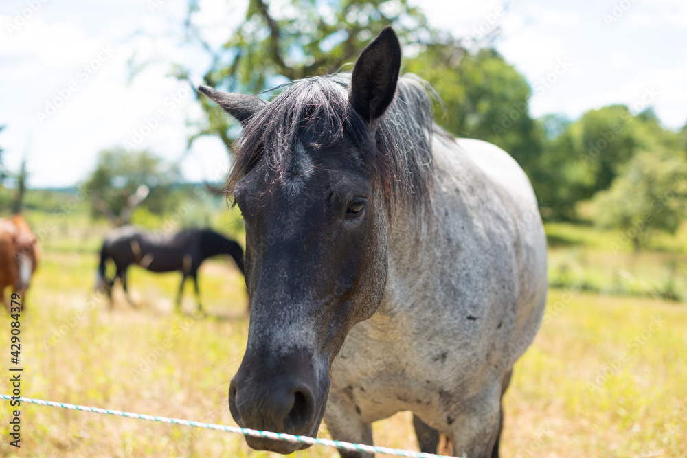 Fototapeta premium pferd auf wiese portrait